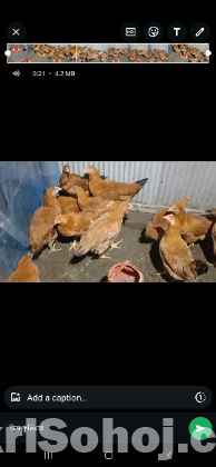 টাইগার জাতের মুরগী